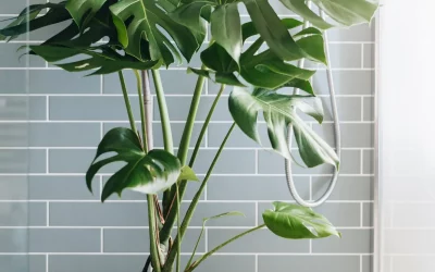 Swiss Cheese Plant: A Comprehensive Guide to Care, Growth, and Styling