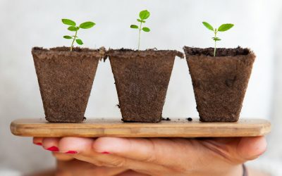 Essential Indoor Gardening Tools & Tips