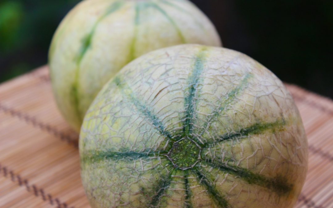 Growing Cantaloupe Melons: A Comprehensive Guide