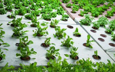 Introduction to Aquaponic Gardening: Sustainable Gardening with Fish and Plants
