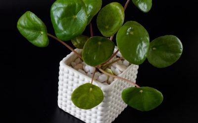 Chinese Money Plant Care Guide