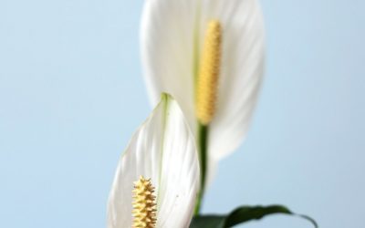 Best Indoor Plants for Air Quality and Health