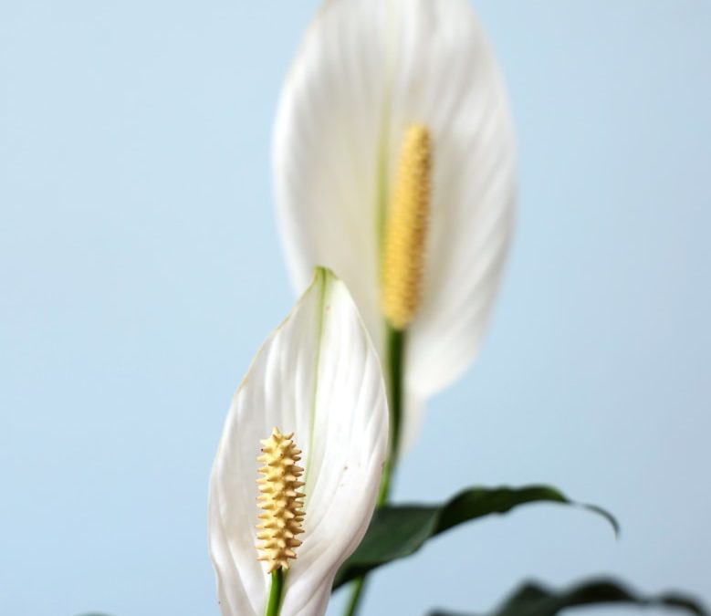 Best Indoor Plants for Air Quality and Health