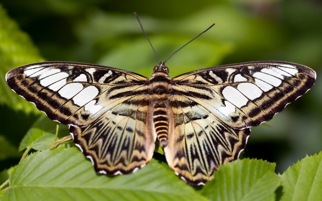 Designing an Indoor Butterfly Garden