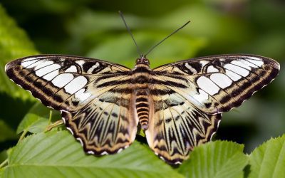 Designing an Indoor Butterfly Garden