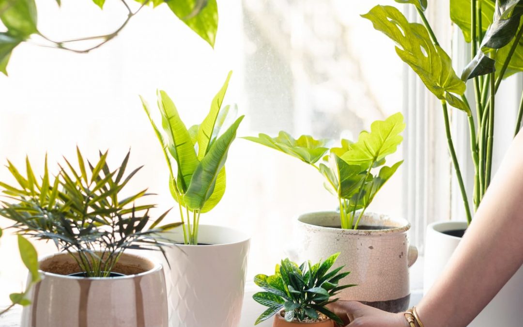 Indoor houseplants on a bright windowsill helping improve air quality.