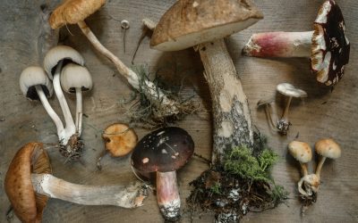 Boost Your Indoor Garden with Mycorrhizal Fungi: Essential Tips and Benefits
