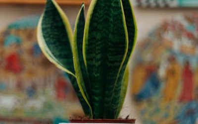 Unusual Indoor Plants That Thrive in Low Light
