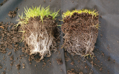 Mycorrhizal Fungi for Indoor Plants: A Beginner-Friendly Guide