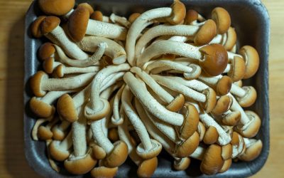 Growing Edible Mushrooms at Home