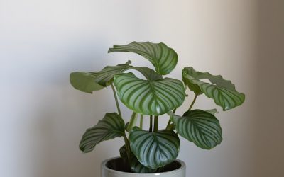 Calathea Orbifolia Care Guide