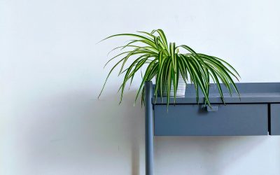 Spider Plant: A Comprehensive Guide