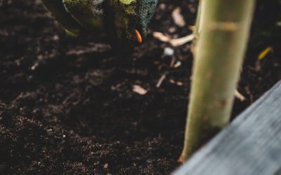 Companion Planting for Indoor Gardens