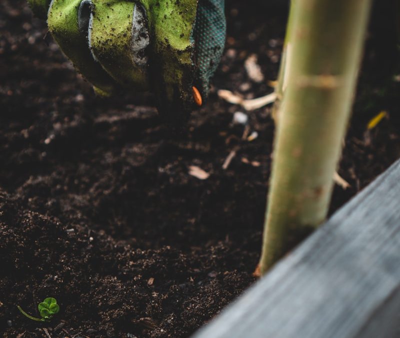 Companion Planting for Indoor Gardens