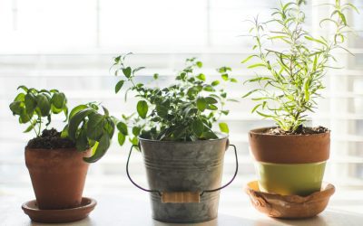 Cultivating a Low-Maintenance Indoor Herb Garden
