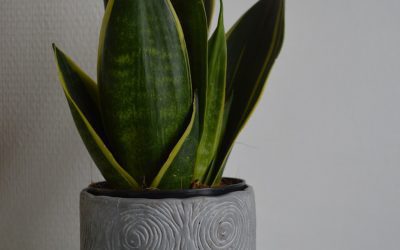 Snake Plant Care Guide: Easy Tips for Vibrant Indoor Growth