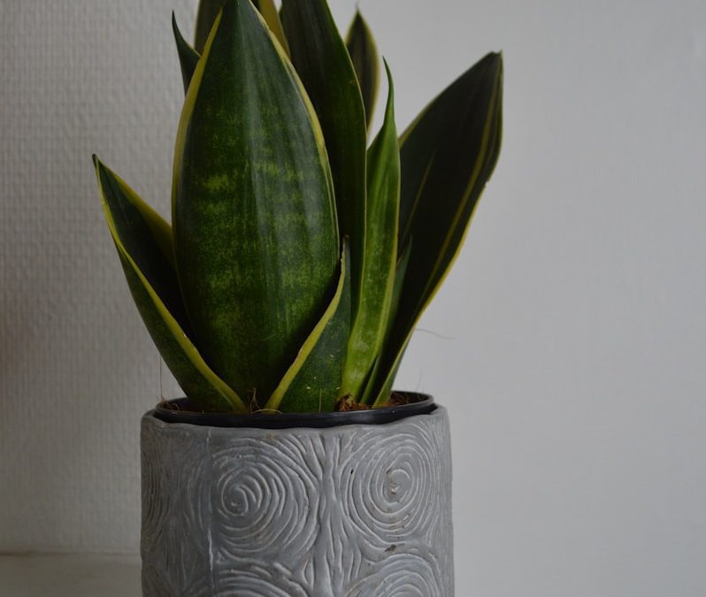 Indoor snake plant (Sansevieria) in decorative pot – easy low-light houseplant