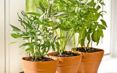 Fragrant Indoor Plants That Smell Amazing (Easy Picks That Actually Work)