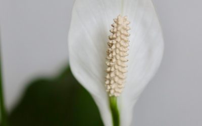 Peace Lily Care Guide: Easy Tips for a Thriving Houseplant