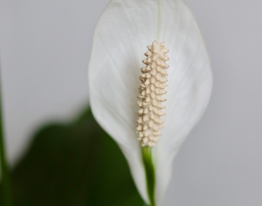 peace lily