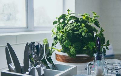 Easy Indoor Edible Plants You Can Grow Year-Round