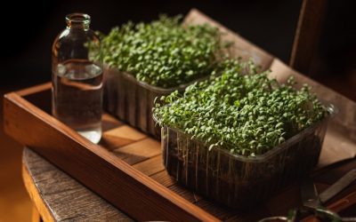 How to Grow Microgreens Indoors: A Beginner’s Guide for Fresh, Fast Harvests