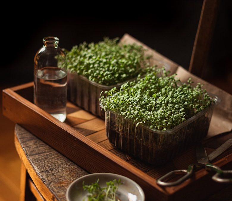 Freshly harvested indoor microgreens growing in a tray on a sunny kitchen windowsill.