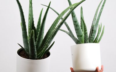 Aloe Vera Plant Care Guide: Natural Beauty and Healing at Home