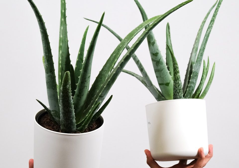 Aloe Vera Plant