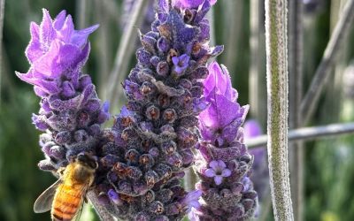Best Fragrant Indoor Plants to Naturally Scent Your Home