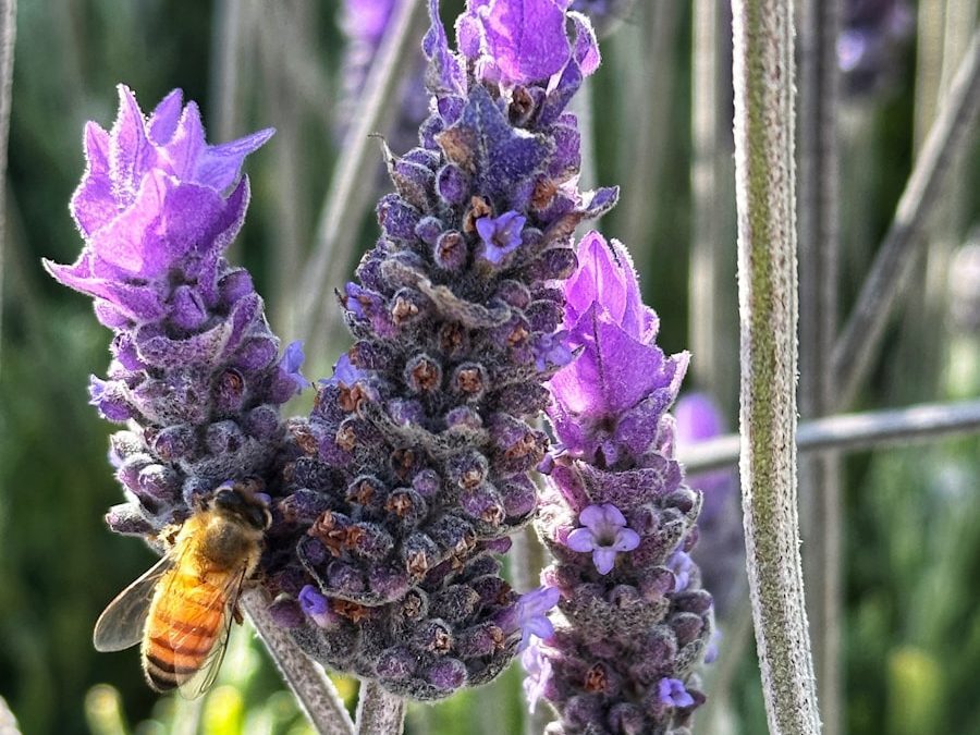 Lavender plant, showcasing soft purple blooms and fragrant foliage, perfect for calming home decor.”