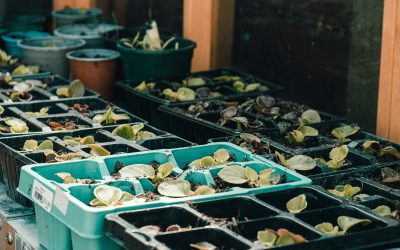 Indoor Composting Guide: How to Start Composting in Your Kitchen