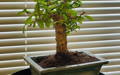 Bonsai Tree Care Guide: Simple Steps for Healthy, Thriving Bonsai