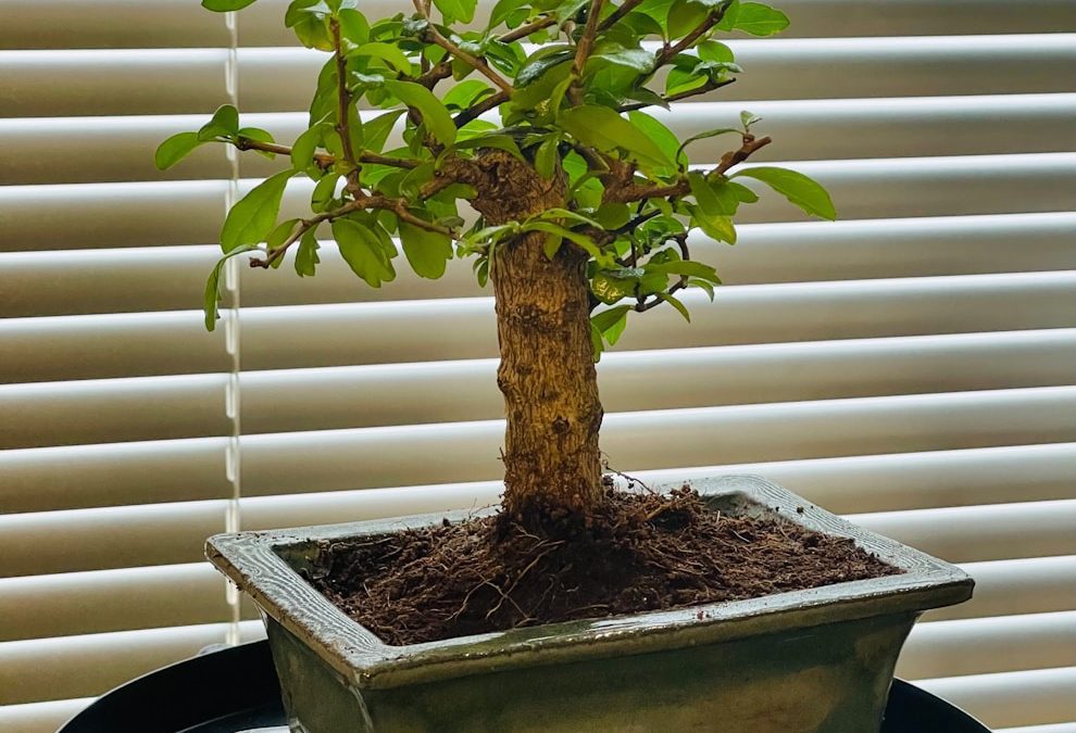 Bonsai Tree Care Guide: Simple Steps for Healthy, Thriving Bonsai