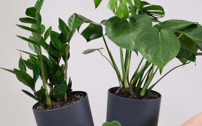 How Indoor Plants Reduce Stress and Improve Your Mood Naturally