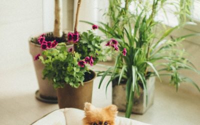Best Pet-Safe Houseplants: Keep Your Home Green and Your Pets Happy
