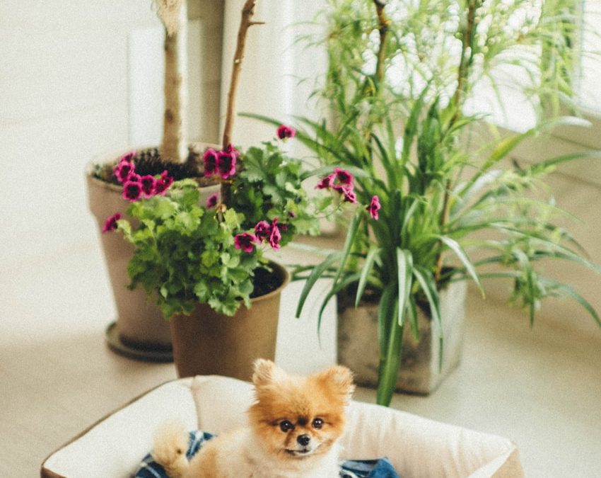 Pet-safe houseplants including spider plant, calathea, and parlor palm in a bright living room with a happy dog nearby.