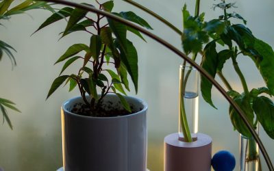 How to Propagate Houseplants: Grow New Plants for Free