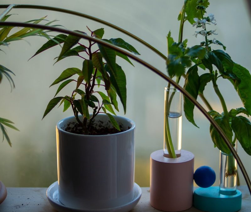 Propagate Houseplants
