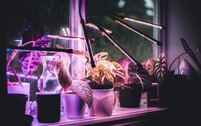 How to Use Grow Lights for Indoor Plants: A Beginner’s Setup Guide