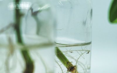 How to Propagate Houseplants in Water: A Beginner’s Guide