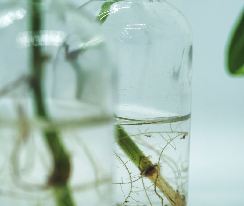 A pothos cutting in a glass jar with visible roots.