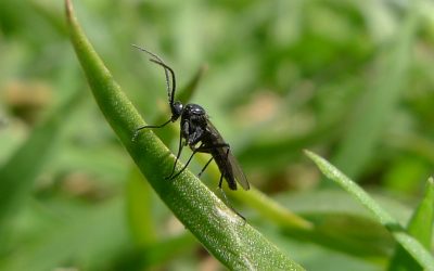 How to Prevent and Treat Fungus Gnats in Houseplants
