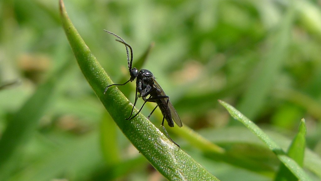 fungus gnats to prevent indoor plant pest problems.