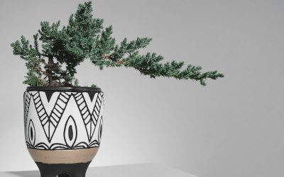 How to Choose the Right Bonsai Pot for Healthy Growth and Style