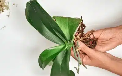 Root Rot in Houseplants: Signs, Causes, and How to Fix It Fast