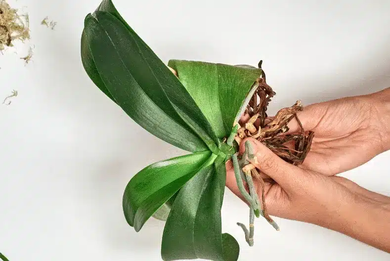 Houseplant roots showing brown rot next to healthy white roots after repotting.