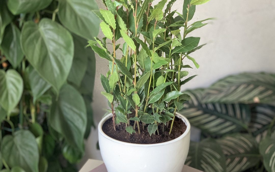 Bay laurel