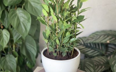 How to Grow Indoor Bay Laurel: Fresh Bay Leaves All Year