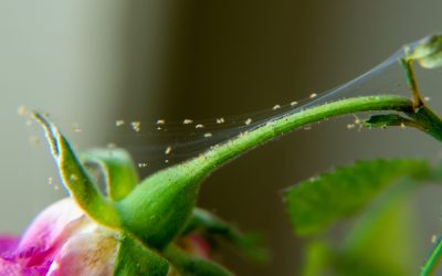 Spider Mites on Houseplants (Easy Natural Treatments That Work Fast)